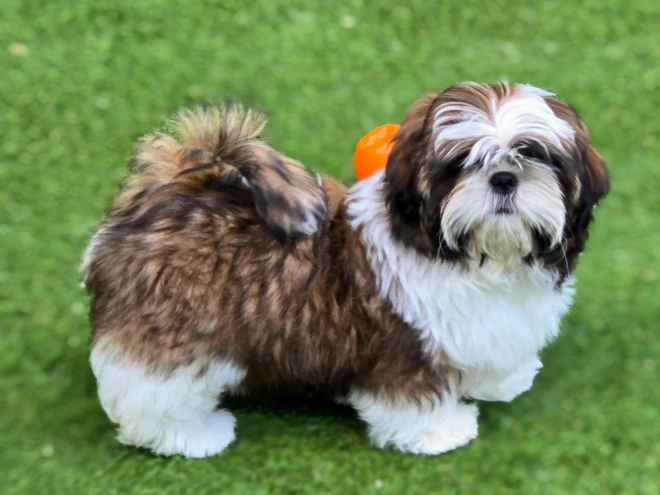 Shih Tzu Welpe kaufen