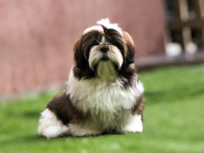 Shih Tzu Welpe kaufen