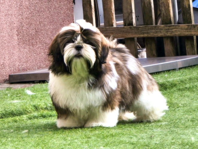 Shih Tzu Welpe kaufen