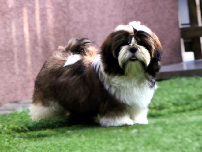 Shih Tzu Welpe kaufen