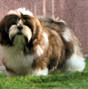 Shih Tzu Welpe kaufen