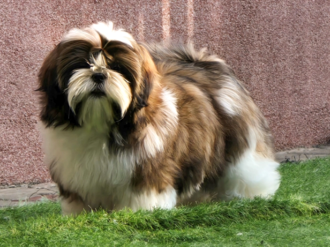 Shih Tzu Welpe kaufen