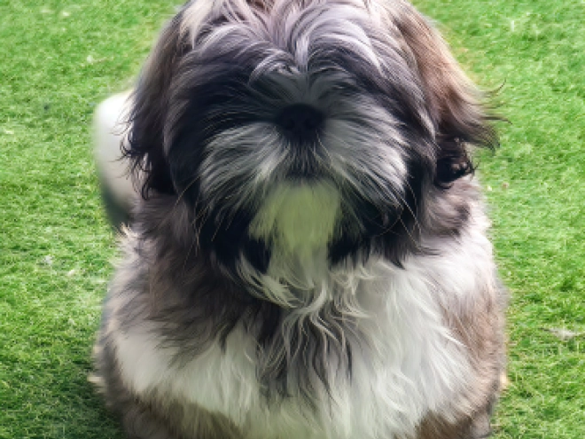 Shih Tzu Welpe kaufen