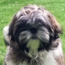 Robbie, golden and white Shih Tzu for sale