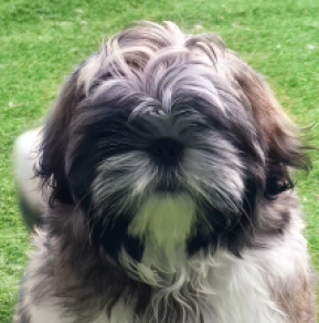 Shih Tzu puppy for sale
