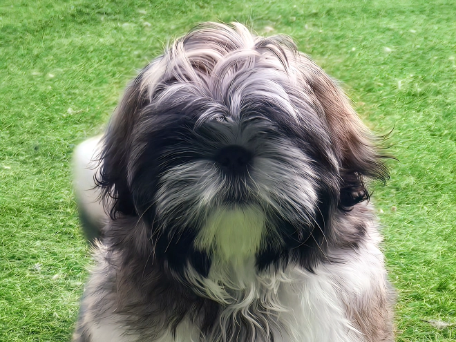 Shih Tzu Welpe kaufen