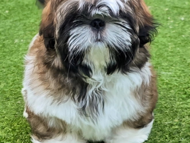 Shih Tzu Welpe kaufen