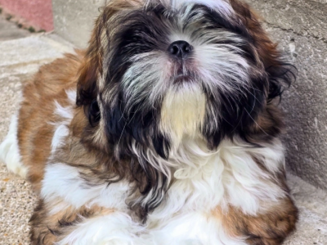 Shih Tzu Welpe kaufen