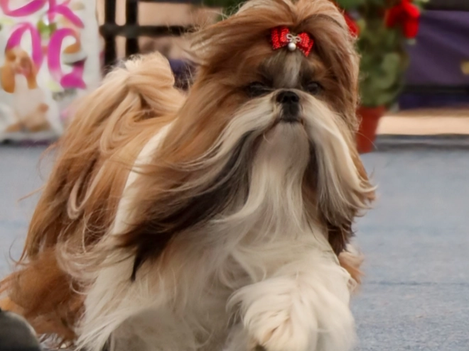 Shih Tzu Welpe kaufen