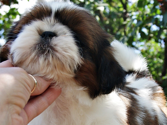 Shih Tzu Welpe zu verkaufen