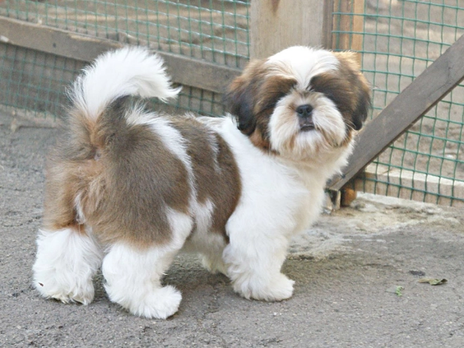 Shih Tzu Welpe zu verkaufen