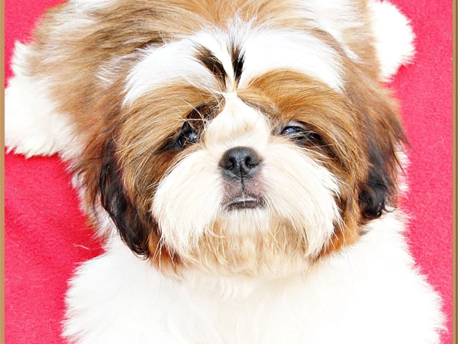 Shih Tzu Welpe zu verkaufen