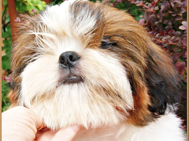 Shih Tzu Welpe zu verkaufen