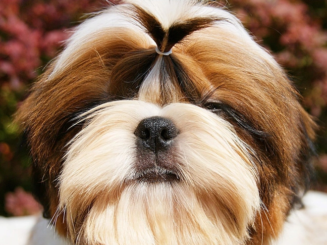 Shih Tzu Welpe zu verkaufen