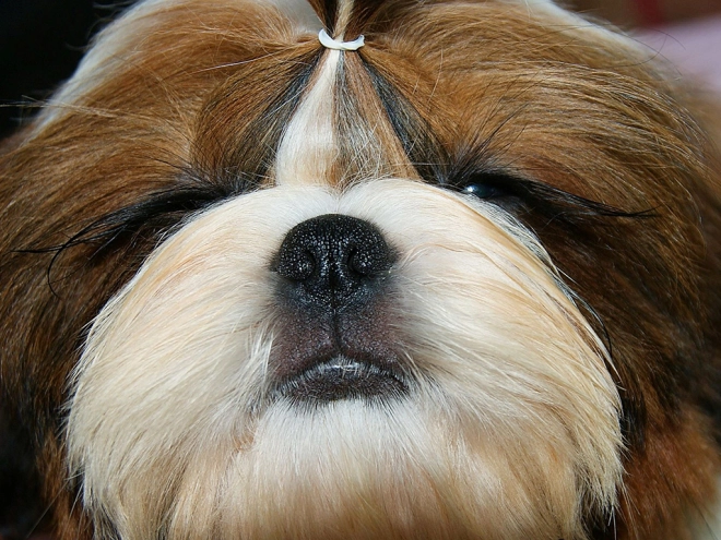 Shih Tzu Welpe zu verkaufen