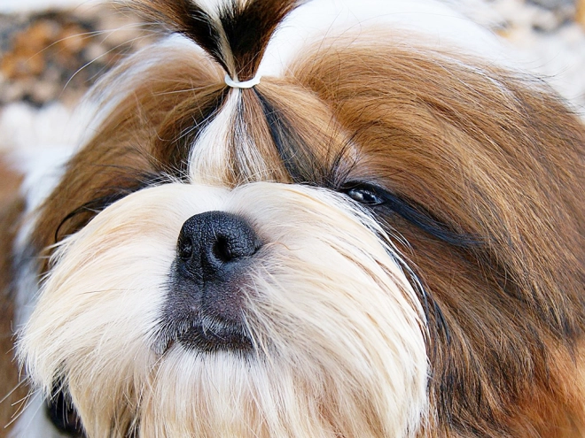 Shih Tzu Welpe zu verkaufen