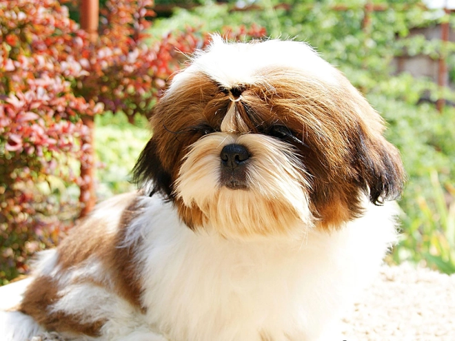 Shih Tzu Welpe zu verkaufen