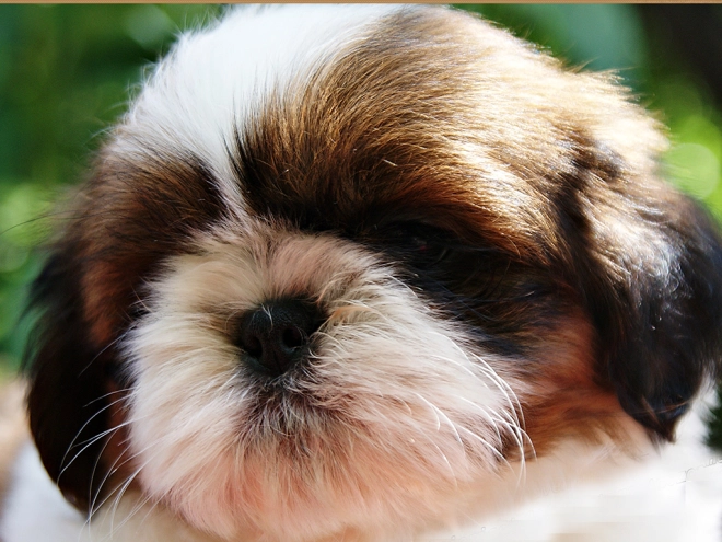 Shih Tzu Welpe zu verkaufen