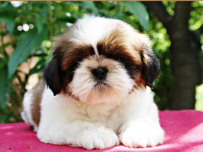 Shih Tzu Welpe zu verkaufen