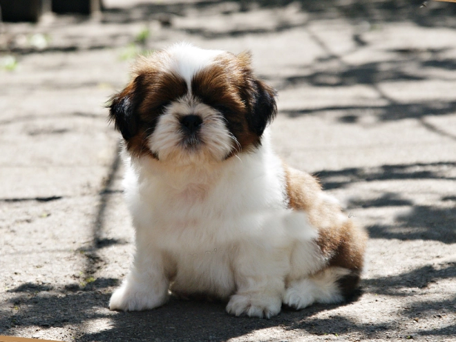 Shih Tzu Welpe zu verkaufen