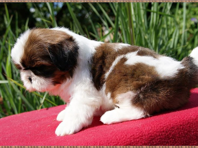 Shih Tzu Welpe zu verkaufen