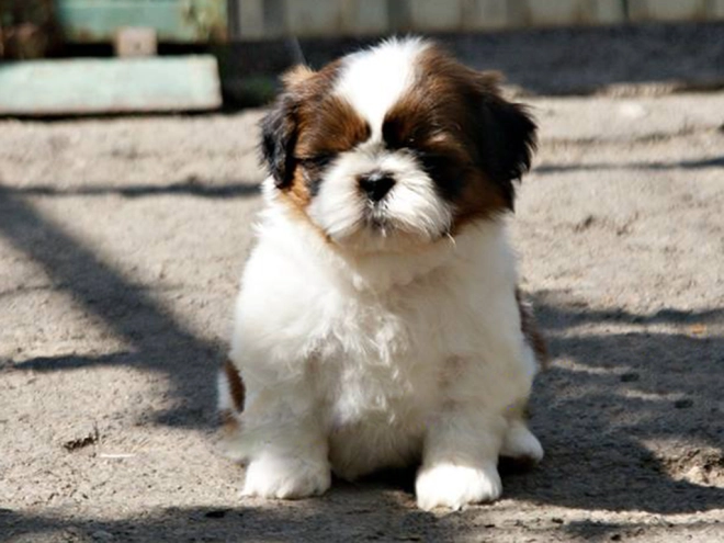 Shih Tzu Welpe zu verkaufen
