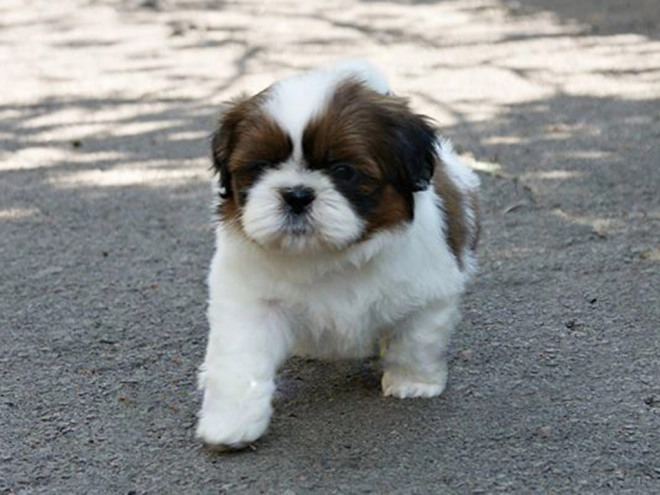 Shih Tzu Welpe zu verkaufen