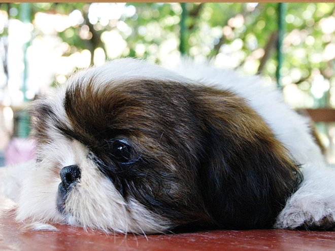 Shih Tzu Welpe zu verkaufen