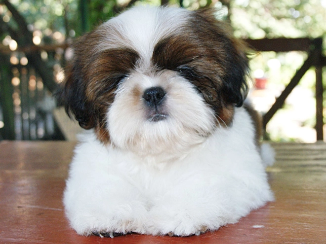 Shih Tzu Welpe zu verkaufen