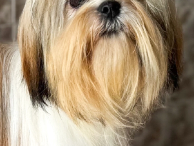 Shih Tzu Welpe zu verkaufen