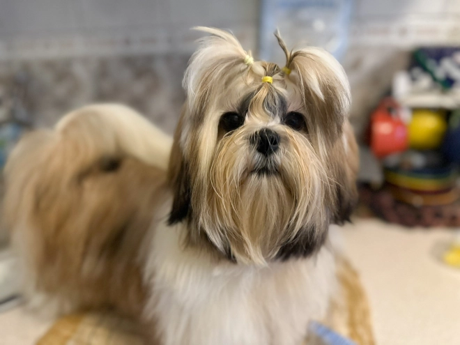 Shih Tzu Welpe zu verkaufen