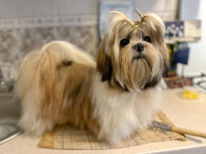 Shih Tzu Welpe zu verkaufen