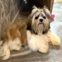 Shih Tzu puppy for sale