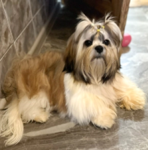 Perros Shih Tzu en venta