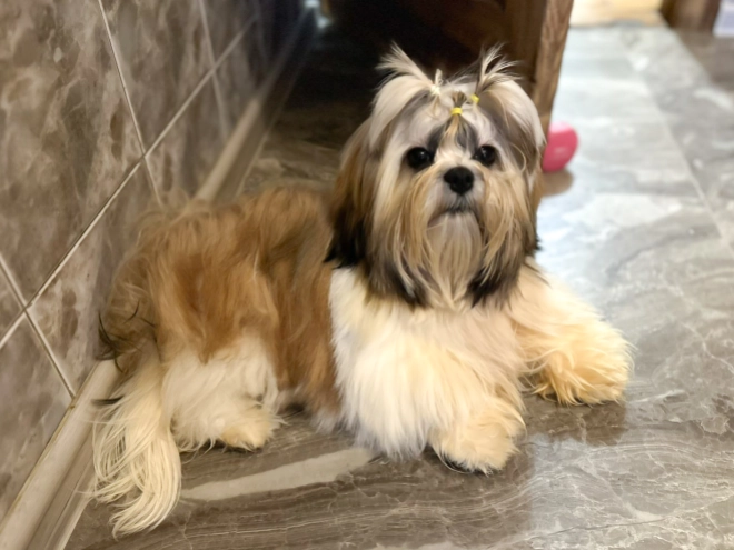 Shih Tzu Welpe zu verkaufen
