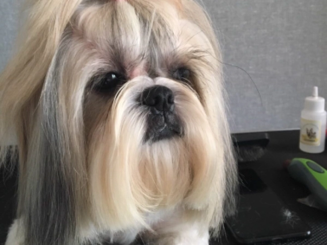 Shih Tzu Welpe zu verkaufen