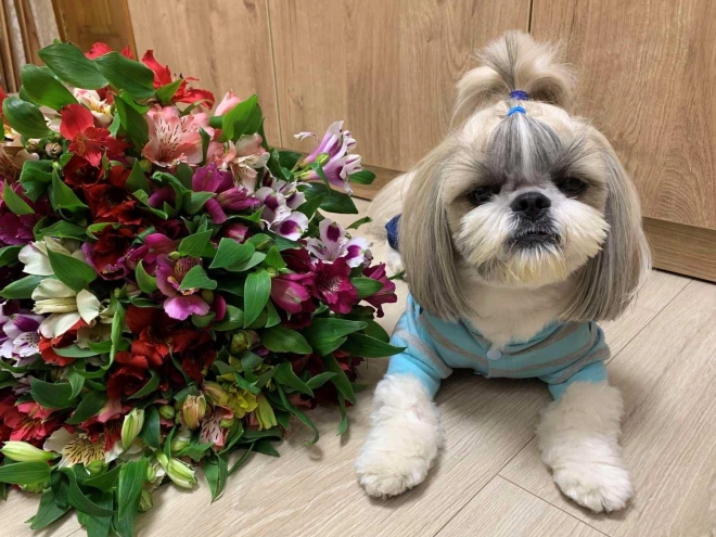 Shih Tzu Welpe zu verkaufen