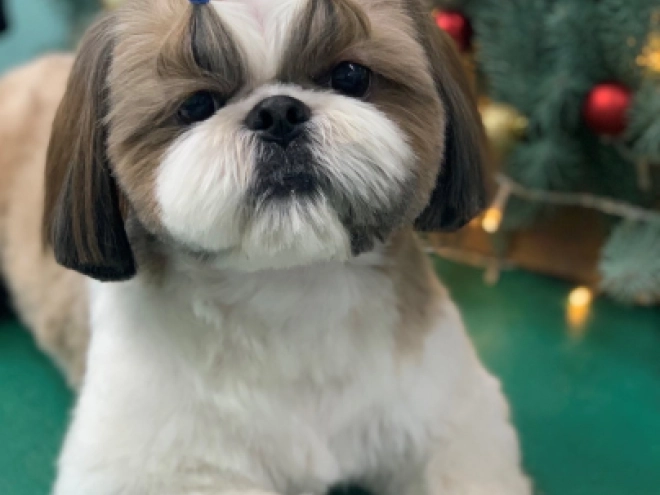 Shih Tzu Welpe zu verkaufen
