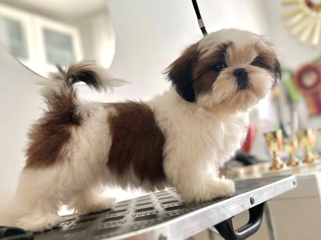 Shih Tzu puppy for sale