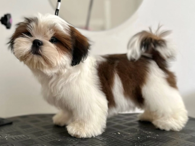 Shih Tzu puppy for sale