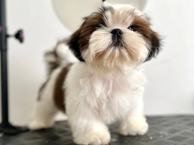 Shih Tzu puppy for sale