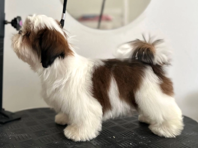 Shih Tzu puppy for sale