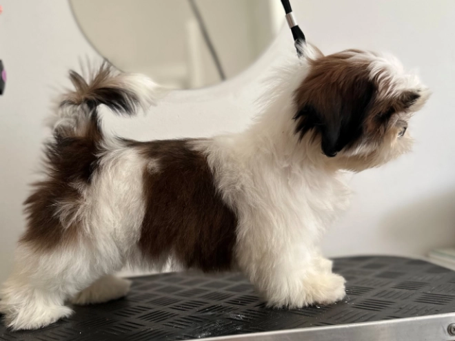 Shih Tzu puppy for sale