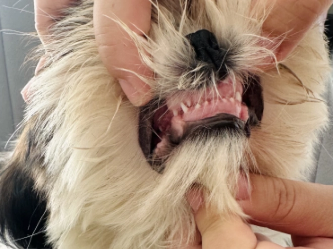 Shih Tzu puppy for sale