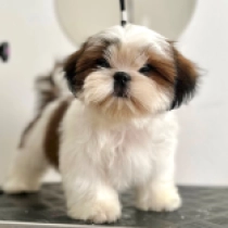 Maya, golden and white Shih Tzu Welpen kaufen