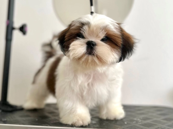 Shih Tzu puppy for sale