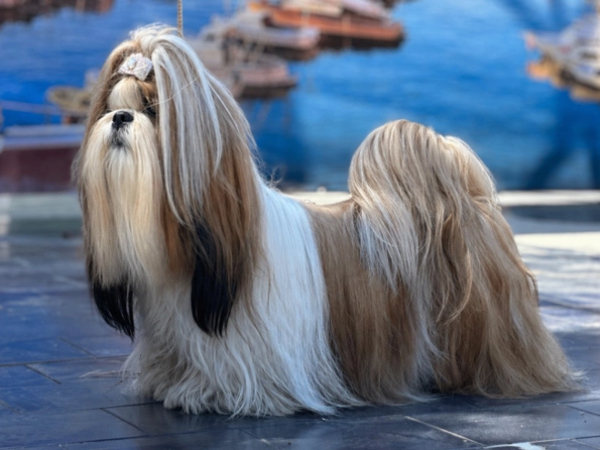 Shih Tzu puppy for sale