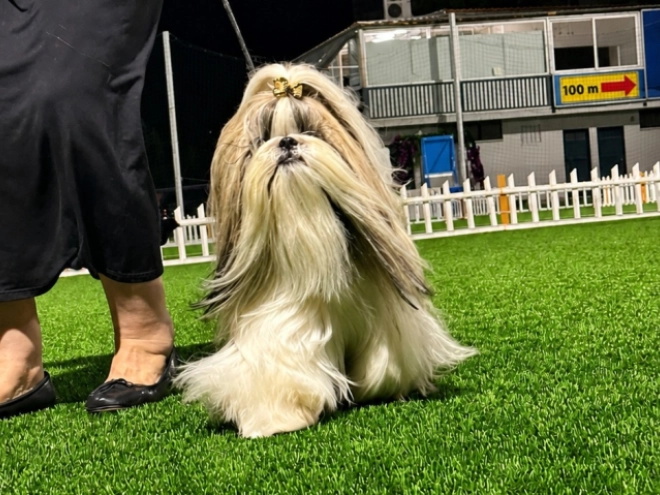 Shih Tzu puppy for sale