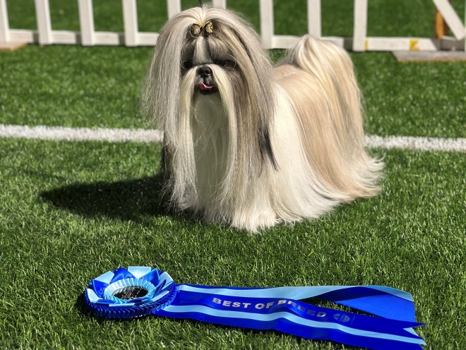 Shih Tzu puppy for sale