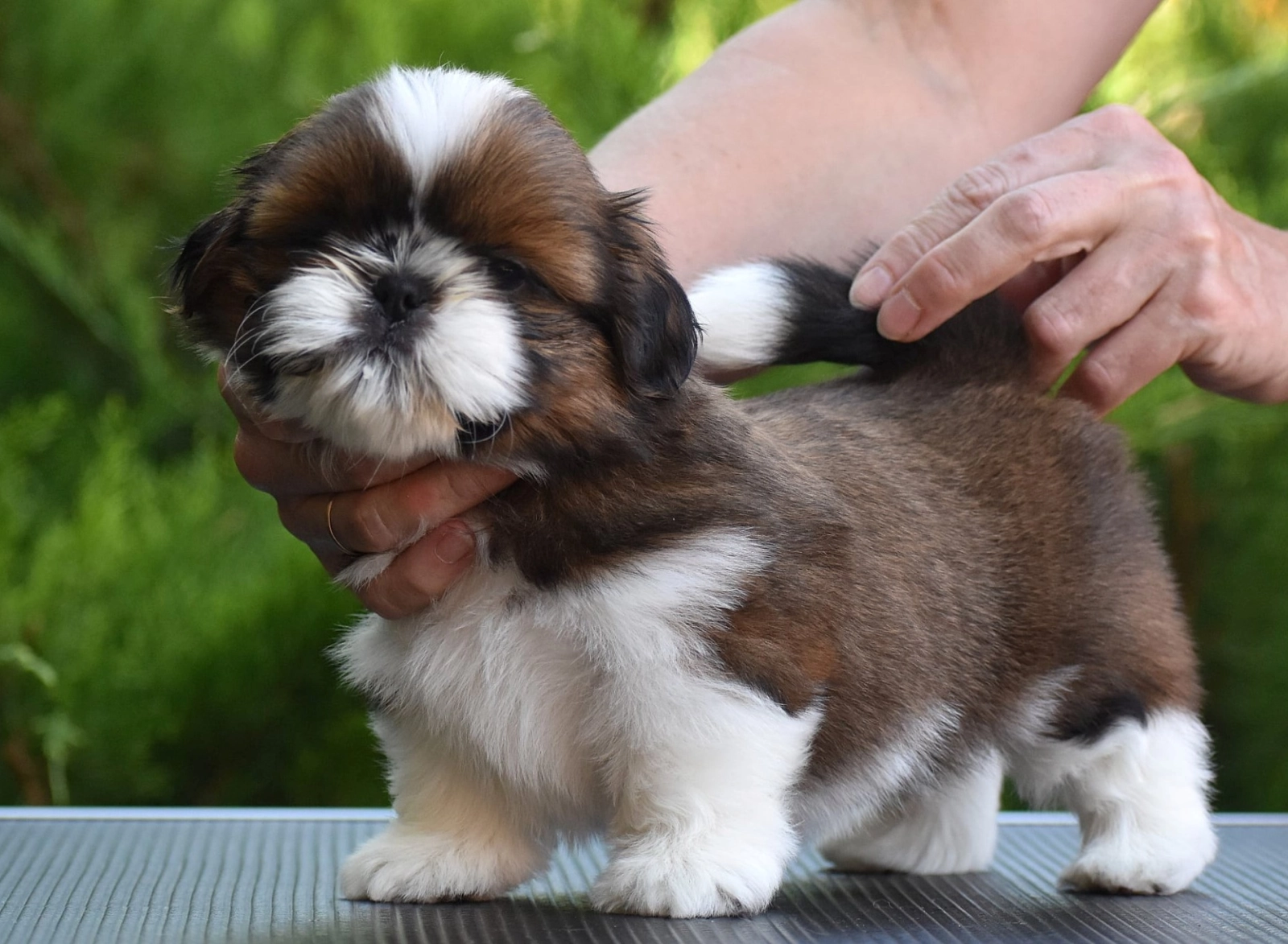 Vin Shih Tzu Puppy for sale EuroPuppy